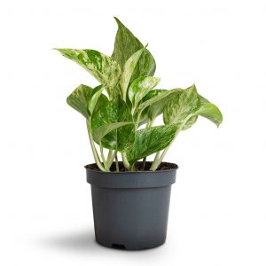 Epipremnum Aureum 'Marble Queen'