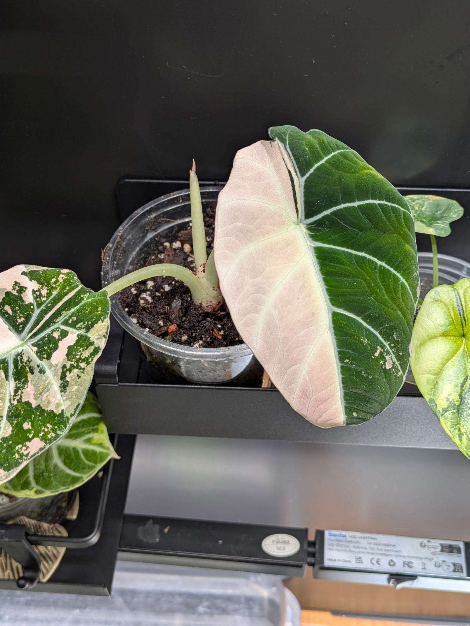 Alocasia Black Velvet Pink Variegated Corm (RARE) - Image 4