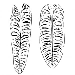 Anthurium