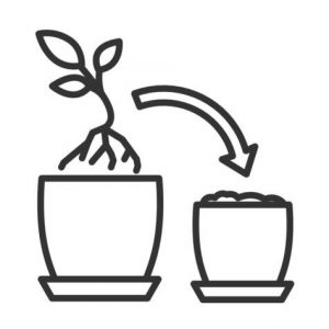Rooted & Resilient: The Ultimate Repotting Masterclass