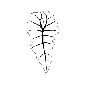 Alocasia