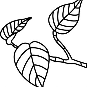 Epipremnum