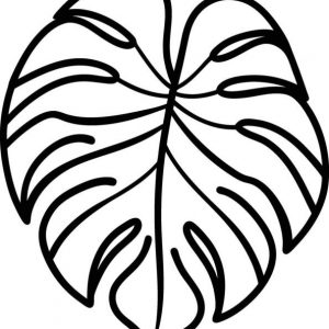Monstera