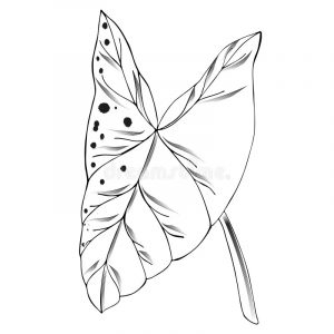 Syngonium