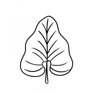 Philodendron