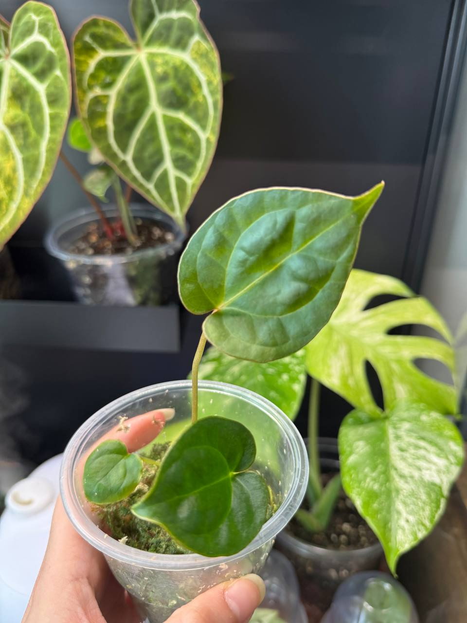 Anthurium Luxurians Dark Form X Magnificum Hybrid Baby Plant - Image 3