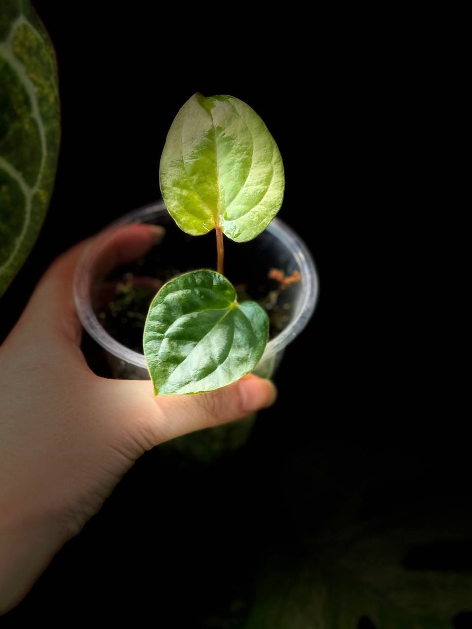 Anthurium Luxurians Dark Form X Magnificum Hybrid Baby Plant - Image 4