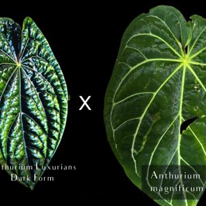 Anthurium Luxurians Dark Form X Magnificum Hybrid Baby Plant