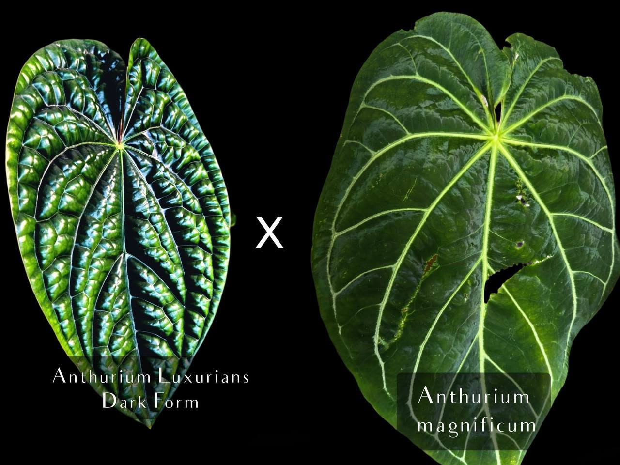 Anthurium Luxurians Dark Form X Magnificum Hybrid Baby Plant