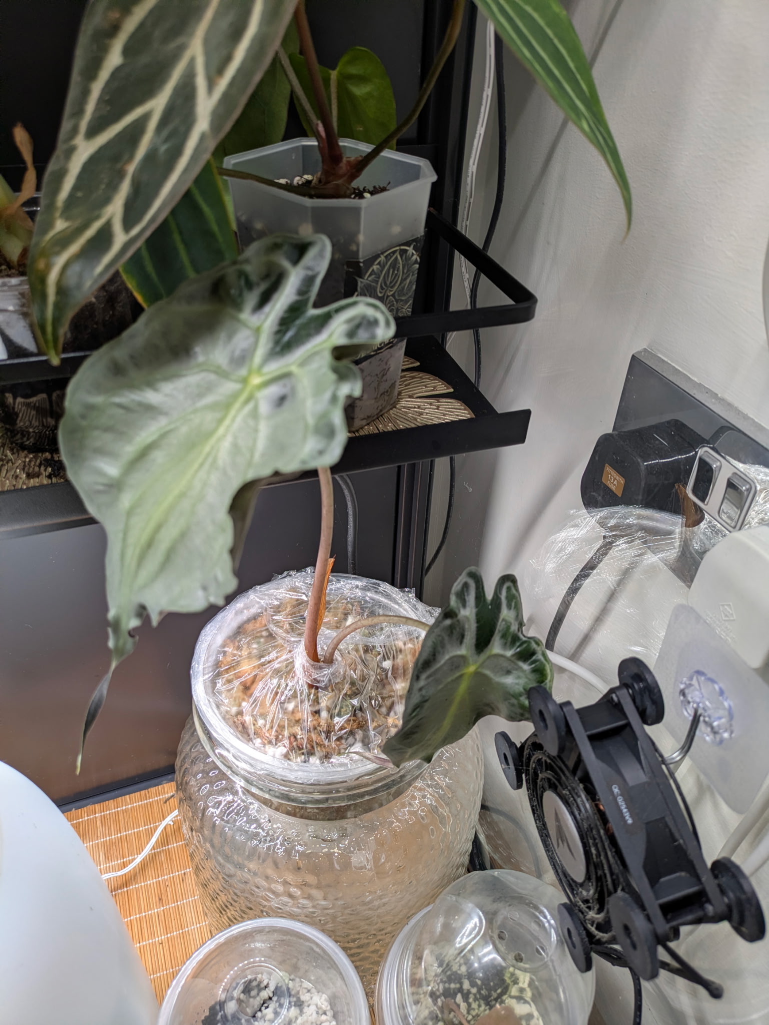 Alocasia Venom Corm (RARE) - Image 5
